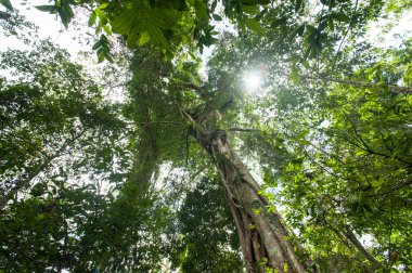 Yeşil ağaçlar, doğa yeşil ahşap güneş ışığı ile tropikal yağmur ormanı