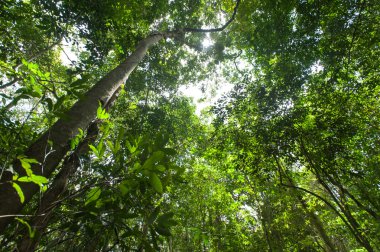 Yeşil ağaçlar, doğa yeşil ahşap güneş ışığı ile tropikal yağmur ormanı