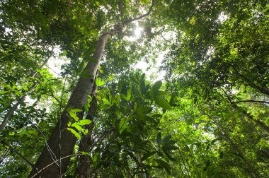Yeşil ağaçlar, doğa yeşil ahşap güneş ışığı ile tropikal yağmur ormanı