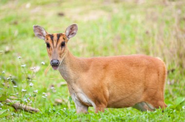 Geyik alanındaki çimen, Khao Yai Milli Parkı, kabuk