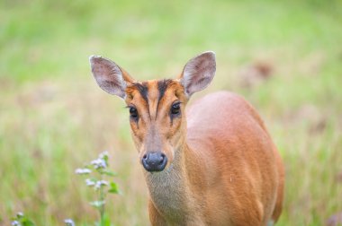 Geyik alanındaki çimen, Khao Yai Milli Parkı, kabuk
