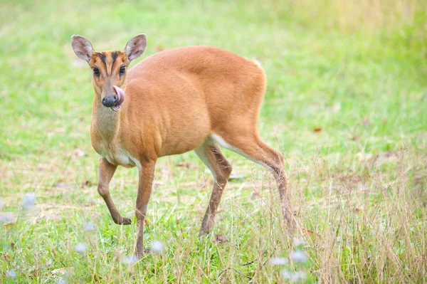 Geyik alanındaki çimen, Khao Yai Milli Parkı, kabuk