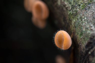 Mantar portakal mantarlar Kupası (Cookeina sulcipes (Berk.) Kuntze.) o
