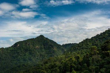 Dağlar sahne arka plan. Milli Park ormanda. 