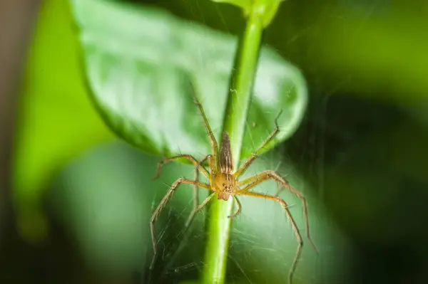 Jumping αράχνη μέσα στο τροπικό δάσος Ταϊλάνδη — Φωτογραφία Αρχείου