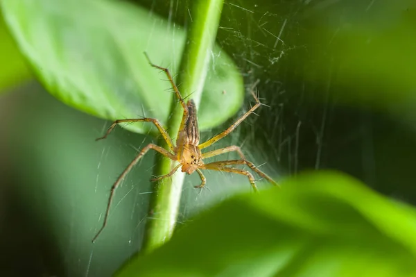 Saltando araña en la selva Tailandia — Foto de Stock