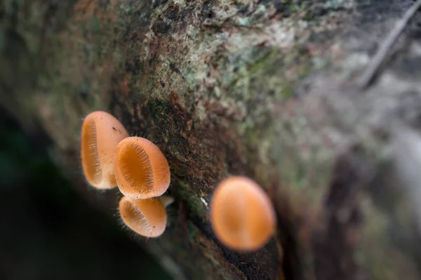 Cogumelos copo de fungos laranja (Cookeina sulcipes (Berk.) Kuntze.) o — Fotografia de Stock