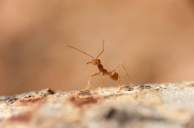 kapandı: kırmızı karınca bahçedeki ağaç üzerinde çalışma