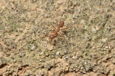 kapandı: kırmızı karınca bahçedeki ağaç üzerinde çalışma