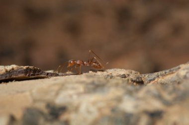 kapandı: kırmızı karınca bahçedeki ağaç üzerinde çalışma
