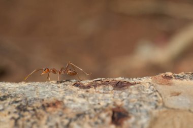 kapandı: kırmızı karınca bahçedeki ağaç üzerinde çalışma