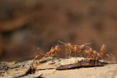 kapandı: kırmızı karınca bahçedeki ağaç üzerinde çalışma