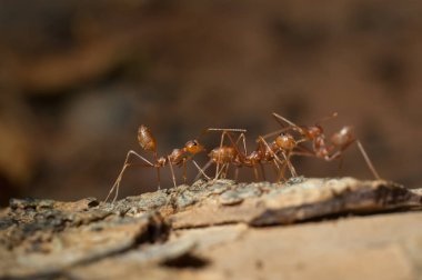 kapandı: kırmızı karınca bahçedeki ağaç üzerinde çalışma