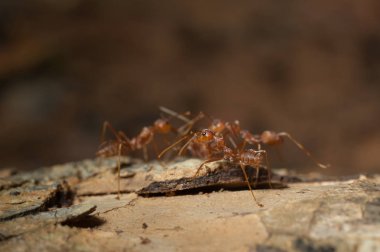 kapandı: kırmızı karınca bahçedeki ağaç üzerinde çalışma