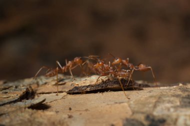 kapandı: kırmızı karınca bahçedeki ağaç üzerinde çalışma