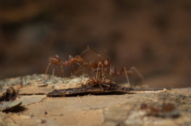 kapandı: kırmızı karınca bahçedeki ağaç üzerinde çalışma