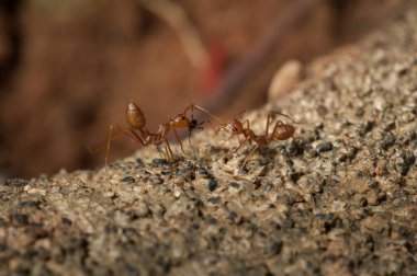 kapandı: kırmızı karınca bahçedeki ağaç üzerinde çalışma