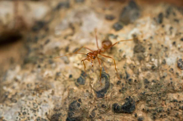 Chiuso: formica rossa che lavora sull'albero in giardino — Foto Stock