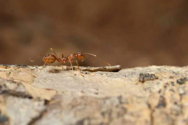 Chiuso: formica rossa che lavora sull'albero in giardino — Foto Stock