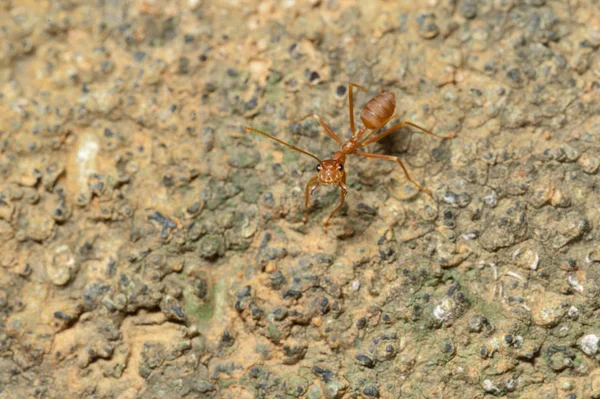 Cerrado: hormiga roja trabajando en el árbol en el jardín —  Fotos de Stock