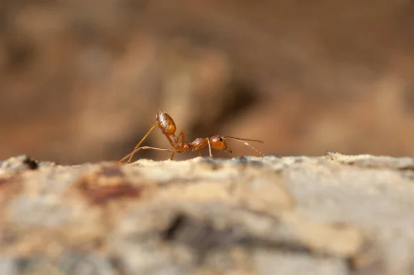 Cerrado: hormiga roja trabajando en el árbol en el jardín — Foto de Stock