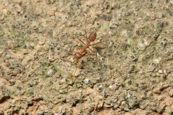 Closed up : Red ant  working on tree  in the garden — Stock Photo, Image