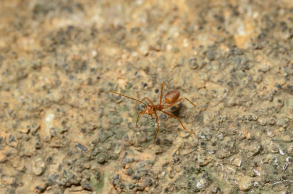 Ditutup: Semut merah bekerja pada pohon di kebun — Stok Foto