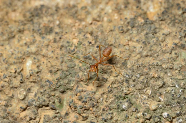 Geschlossen: Rote Ameise arbeitet an Baum im Garten — Stockfoto