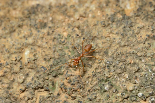 Ditutup: Semut merah bekerja pada pohon di kebun — Stok Foto