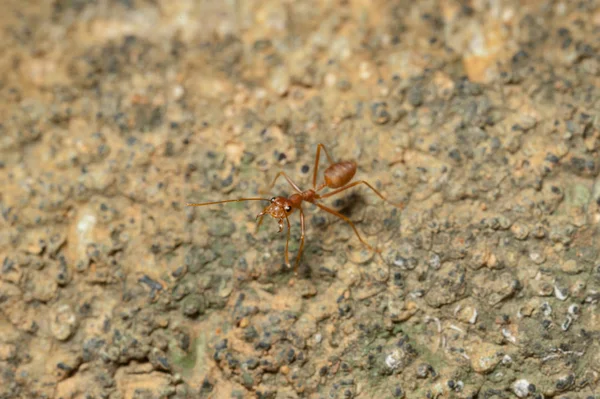 Clos : Fourmi rouge travaillant sur l'arbre dans le jardin — Photo