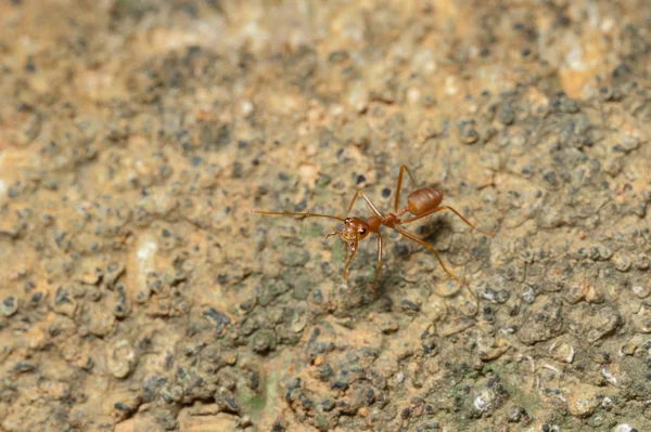 kapandı: kırmızı karınca bahçedeki ağaç üzerinde çalışma