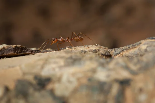 Kapandı: kırmızı karınca bahçedeki ağaç üzerinde çalışma — Stok fotoğraf