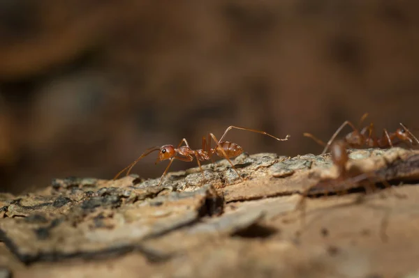 Закрыто: Красный муравей работает на дереве в саду — стоковое фото