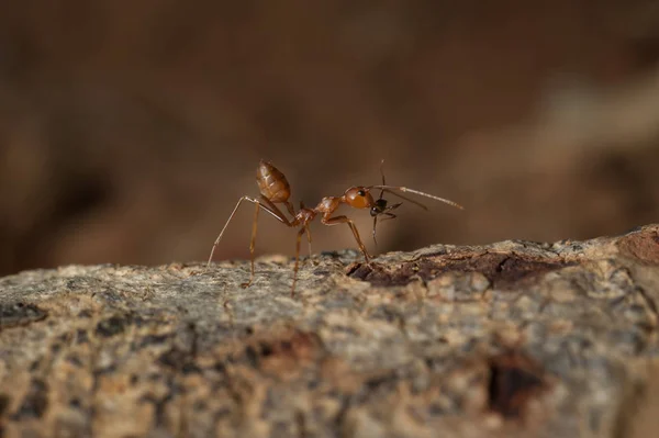 Закрыто: Красный муравей работает на дереве в саду — стоковое фото
