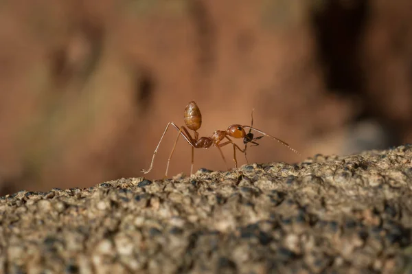 Closed up : Red ant  working on tree  in the garden — Stock Photo, Image