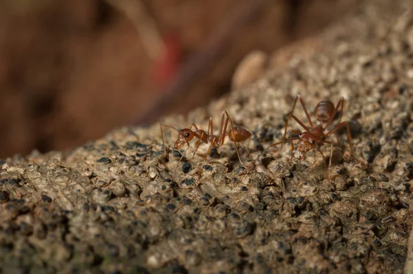 Kapandı: kırmızı karınca bahçedeki ağaç üzerinde çalışma — Stok fotoğraf