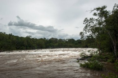 Ani sel-ani sel Tayland.