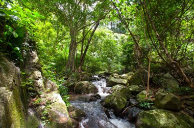 Krak - E - Dok şelale Khao Yai Milli Parkı, Tayland at, sonbahar orman şelale.