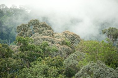 Hala-Bala Wildlife Sanctuary, Tayland, doğa arka plan tropikal yağmur ormanları.