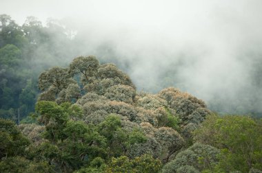 Hala-Bala Wildlife Sanctuary, Tayland, doğa arka plan tropikal yağmur ormanları.