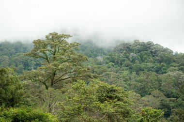 Hala-Bala Wildlife Sanctuary, Tayland, doğa arka plan tropikal yağmur ormanları.