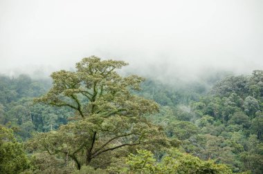 Hala-Bala Wildlife Sanctuary, Tayland, doğa arka plan tropikal yağmur ormanları.