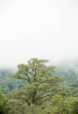 Hala-Bala Wildlife Sanctuary, Tayland, doğa arka plan tropikal yağmur ormanları.