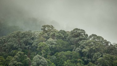 Hala-Bala Wildlife Sanctuary, Tayland, doğa arka plan tropikal yağmur ormanları.