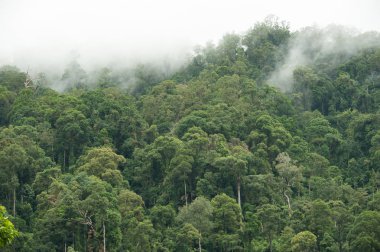 Hala-Bala Wildlife Sanctuary, Tayland, doğa arka plan tropikal yağmur ormanları.
