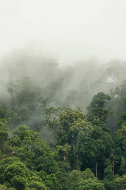 Hala-Bala Wildlife Sanctuary, Tayland, doğa arka plan tropikal yağmur ormanları.