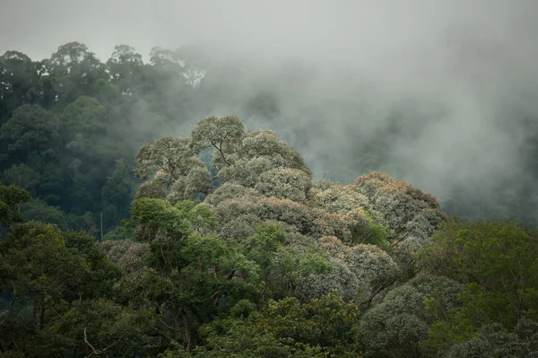 Tropical rainforest in  Hala-Bala Wildlife Sanctuary of Thailand , nature background. — Stock Photo, Image