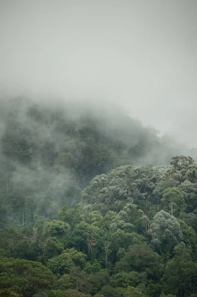 Hala-Bala Wildlife Sanctuary, Tayland, doğa arka plan tropikal yağmur ormanları.