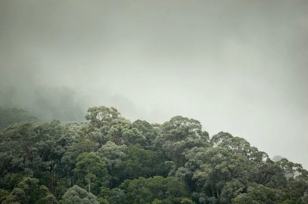 Hala-Bala Wildlife Sanctuary, Tayland, doğa arka plan tropikal yağmur ormanları.