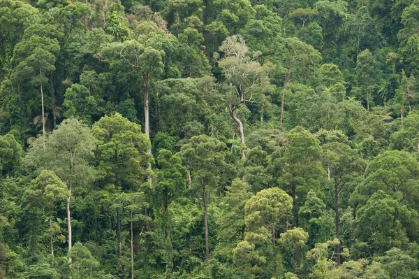 Tropischer Regenwald im Hala-Bala-Naturschutzgebiet in Thailand, Naturhintergrund. — Stockfoto